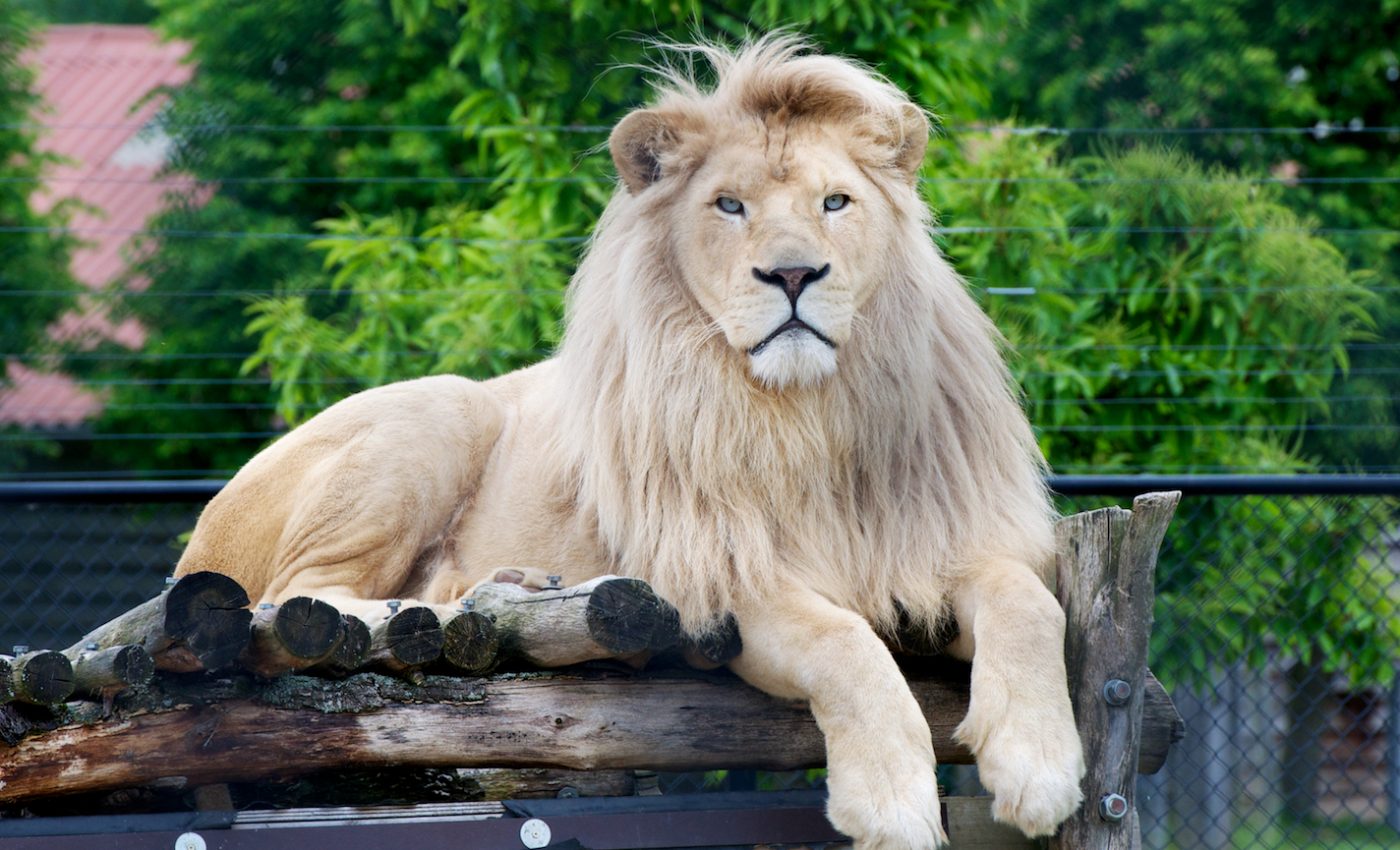 New bill mandates emergency plans for commercially owned animals