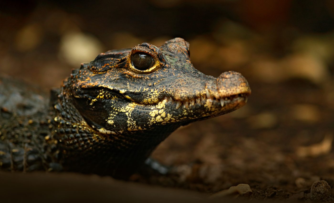 Why some crocodiles hide out in caves