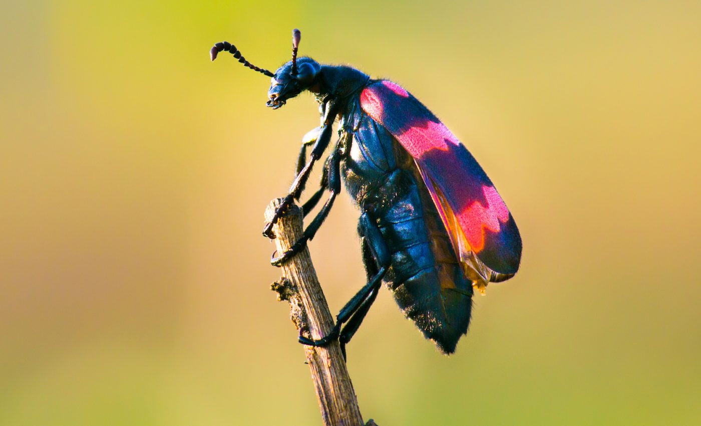 Insects may be completely wiped out within a century, scientists warn