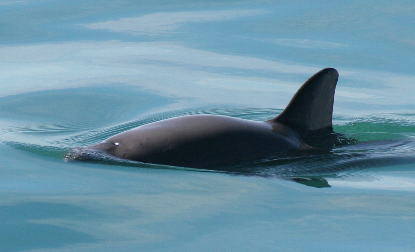 Verge of extinction: How efforts to save the vaquita backfired