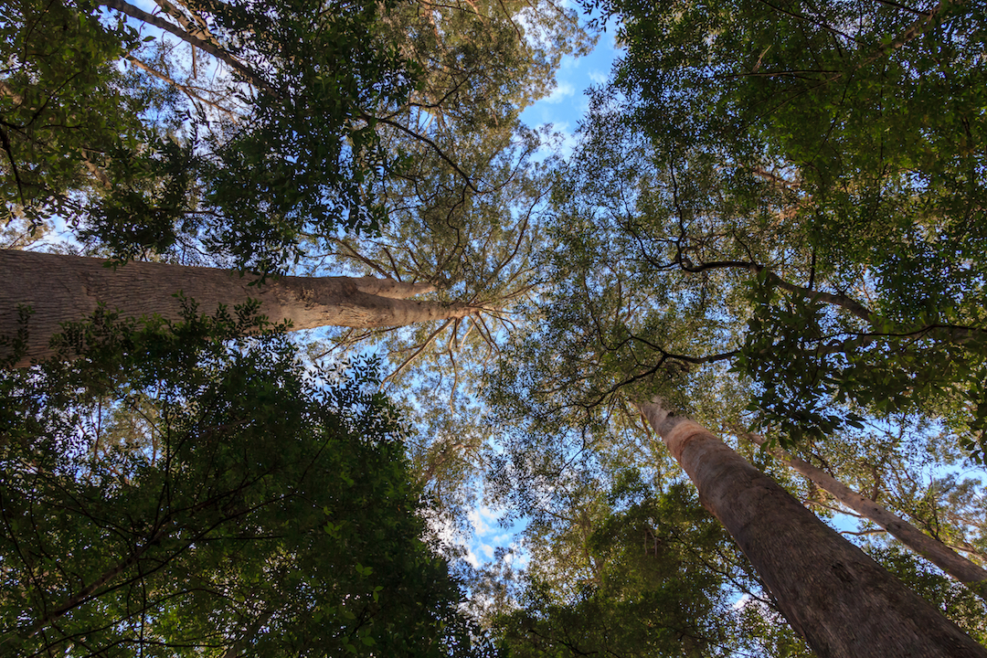 Earth’s largest trees stand tall amid multiple threats