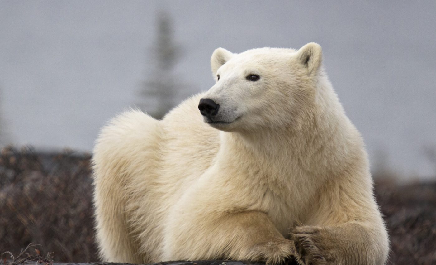 Emergency declared after polar bears invade Russian communities