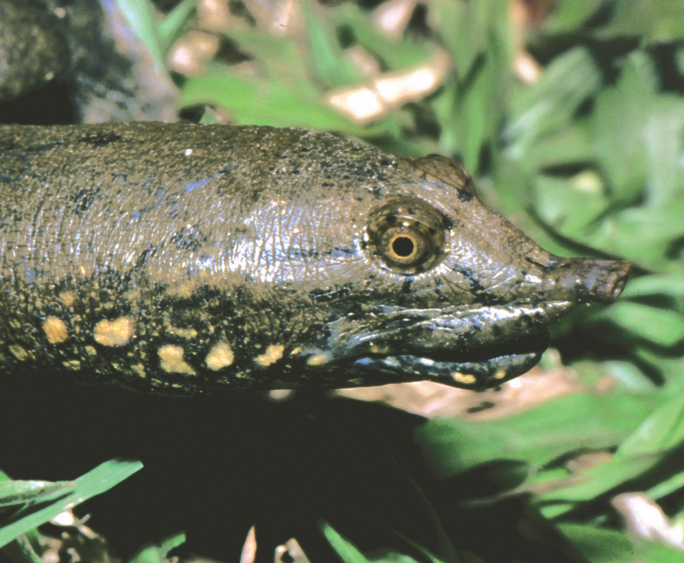 Newly discovered turtle species is already critically endangered