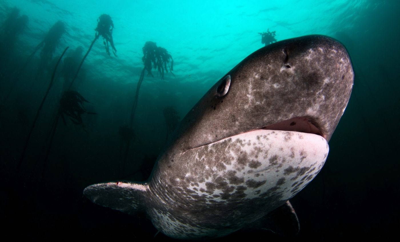 New predator replacing great white sharks off South African coast