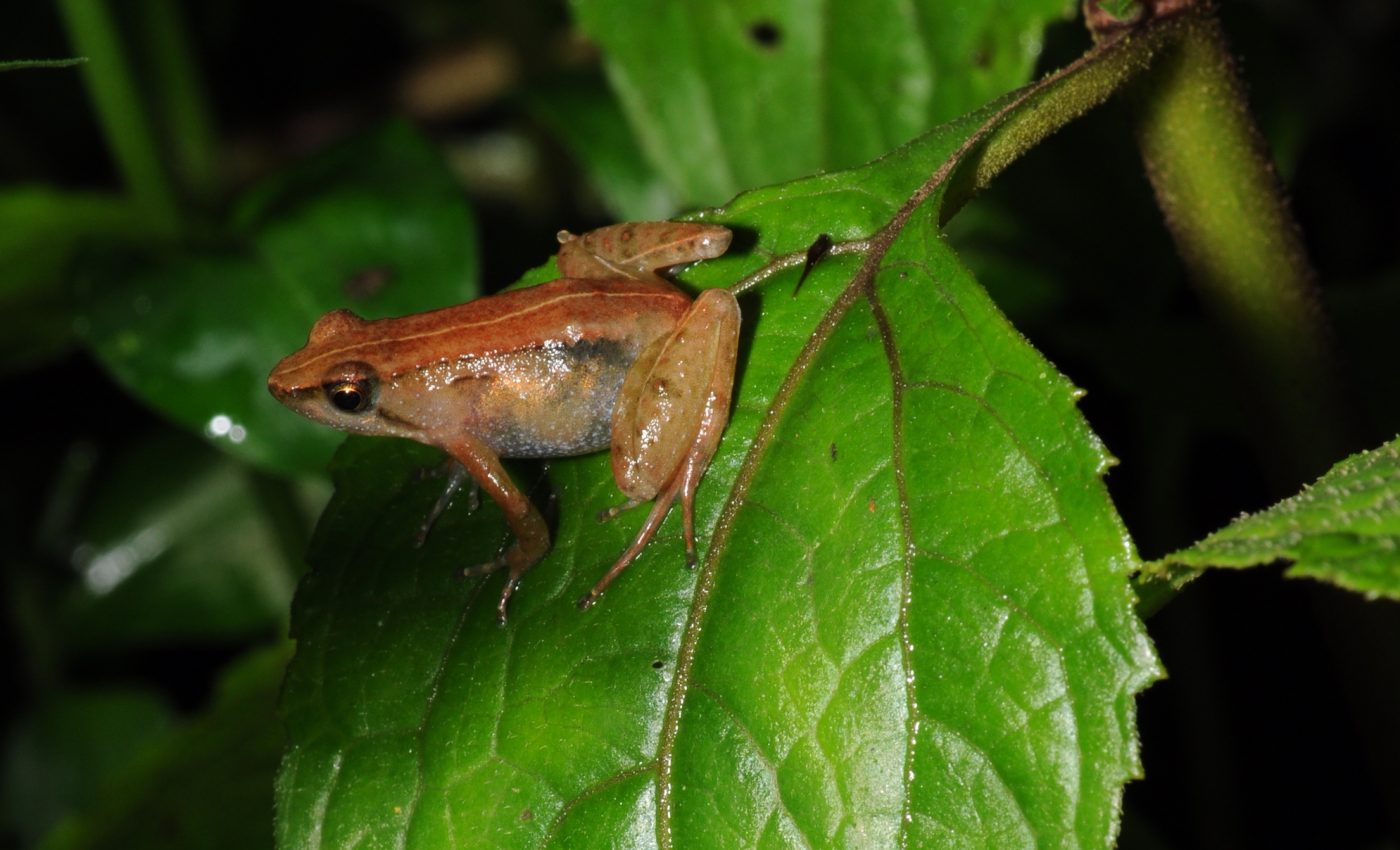 Tiny golden frog species found on an isolated mountain in Ethiopia