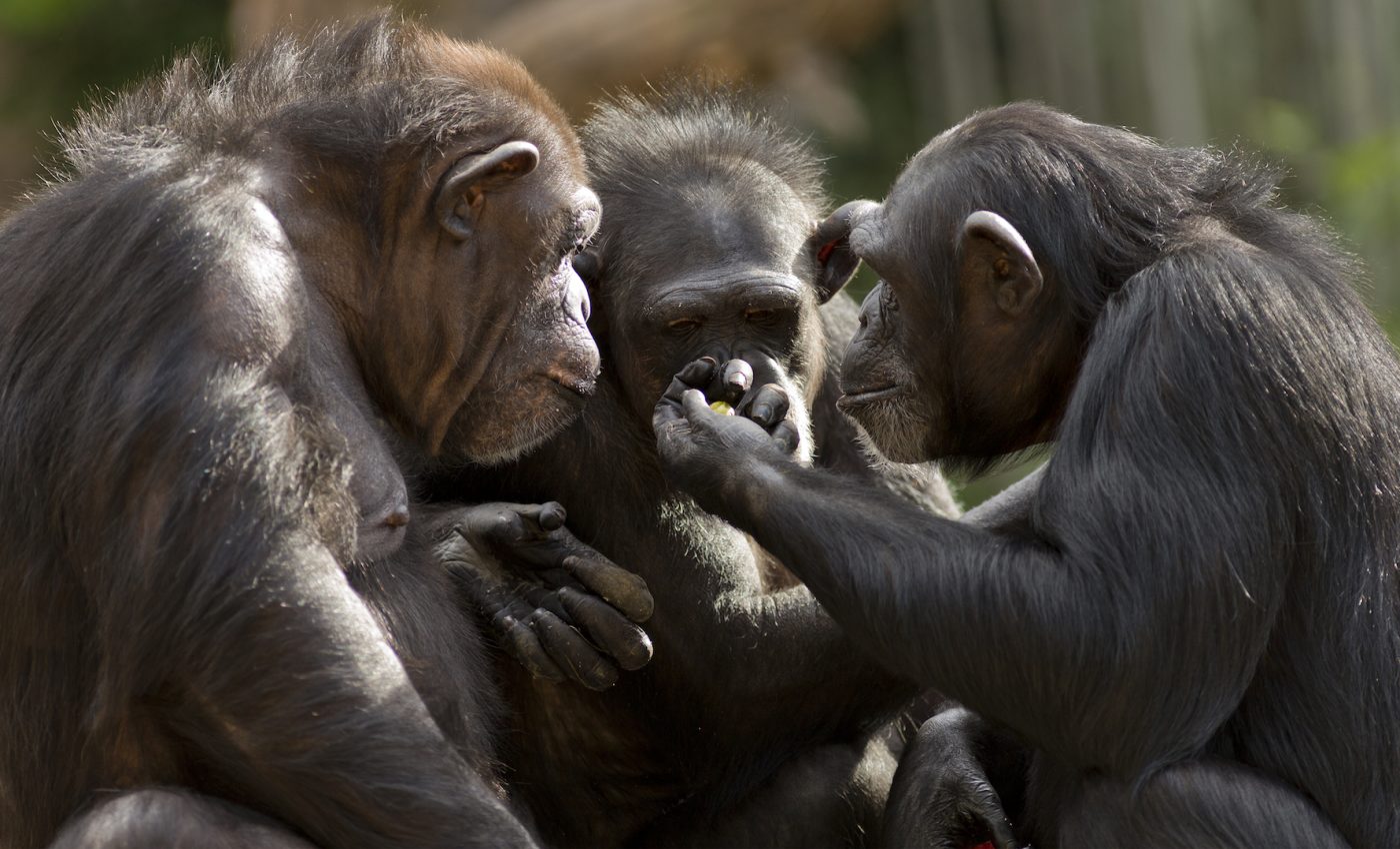 Chimpanzees communicate using the same laws as human language