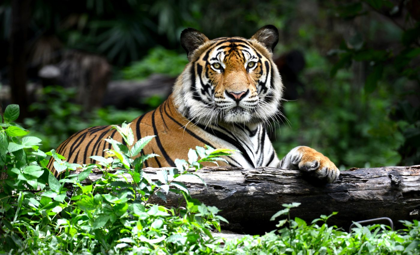How agroforestry can help plummeting tiger populations