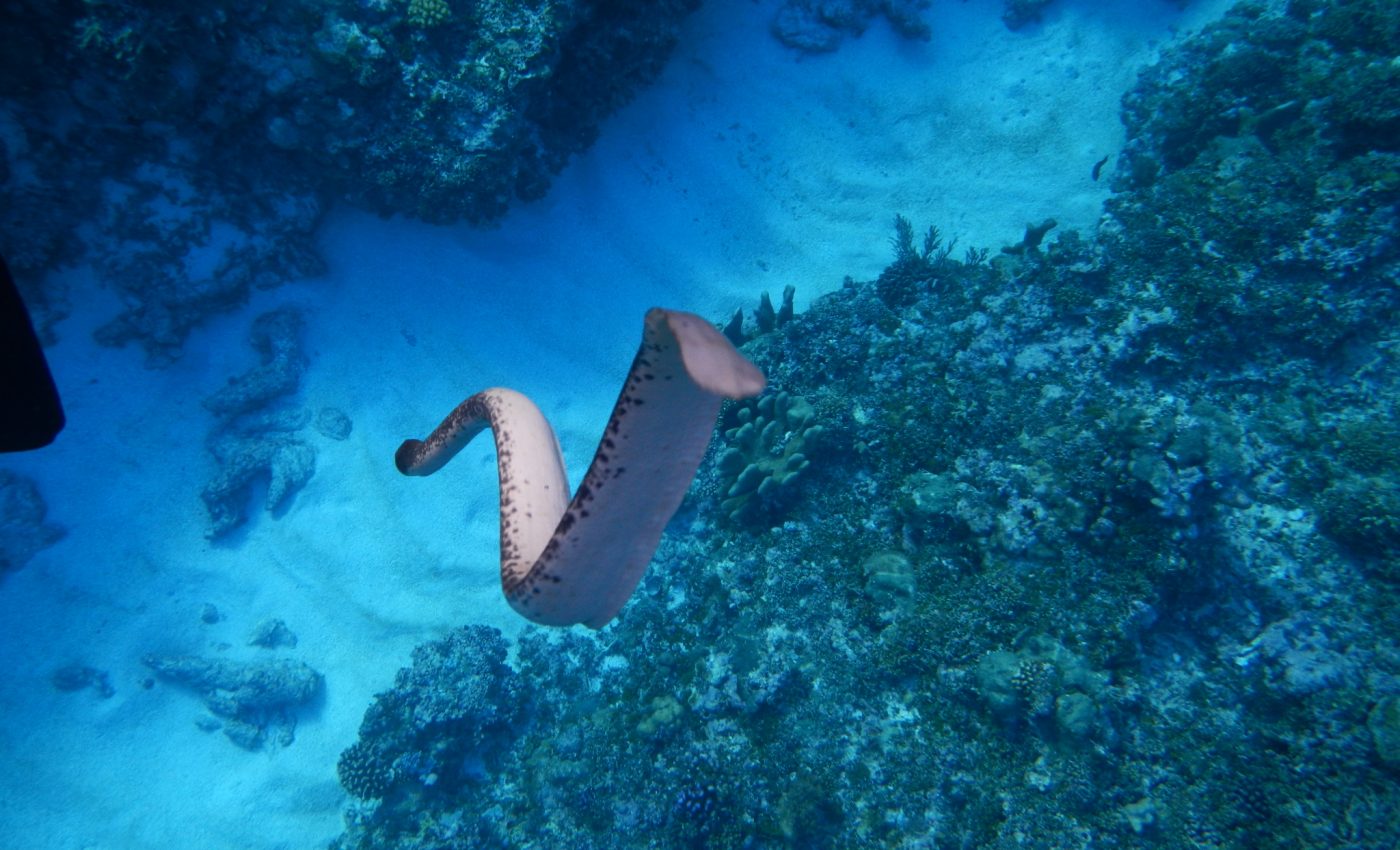 These sea snakes can sense light using their tails