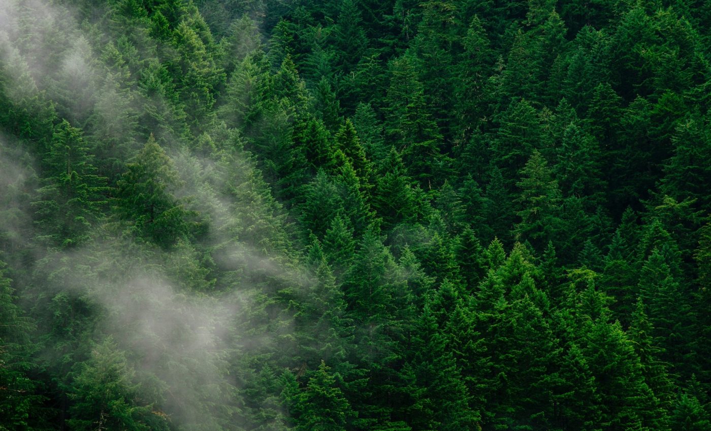 The global forest system can help predict future climate change