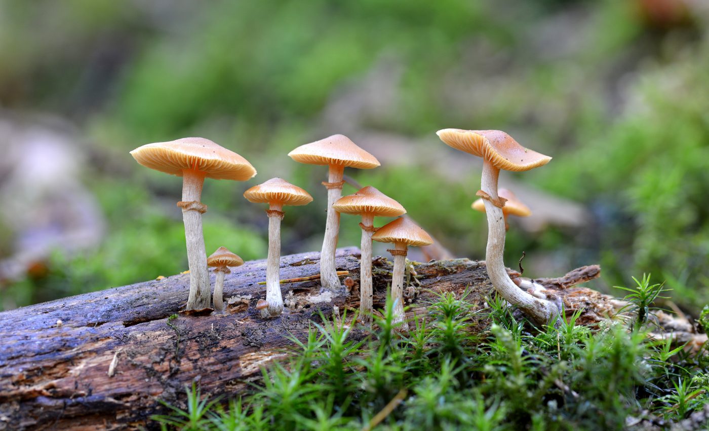 Medicinal benefits of magic mushrooms emphasized ahead of Denver vote