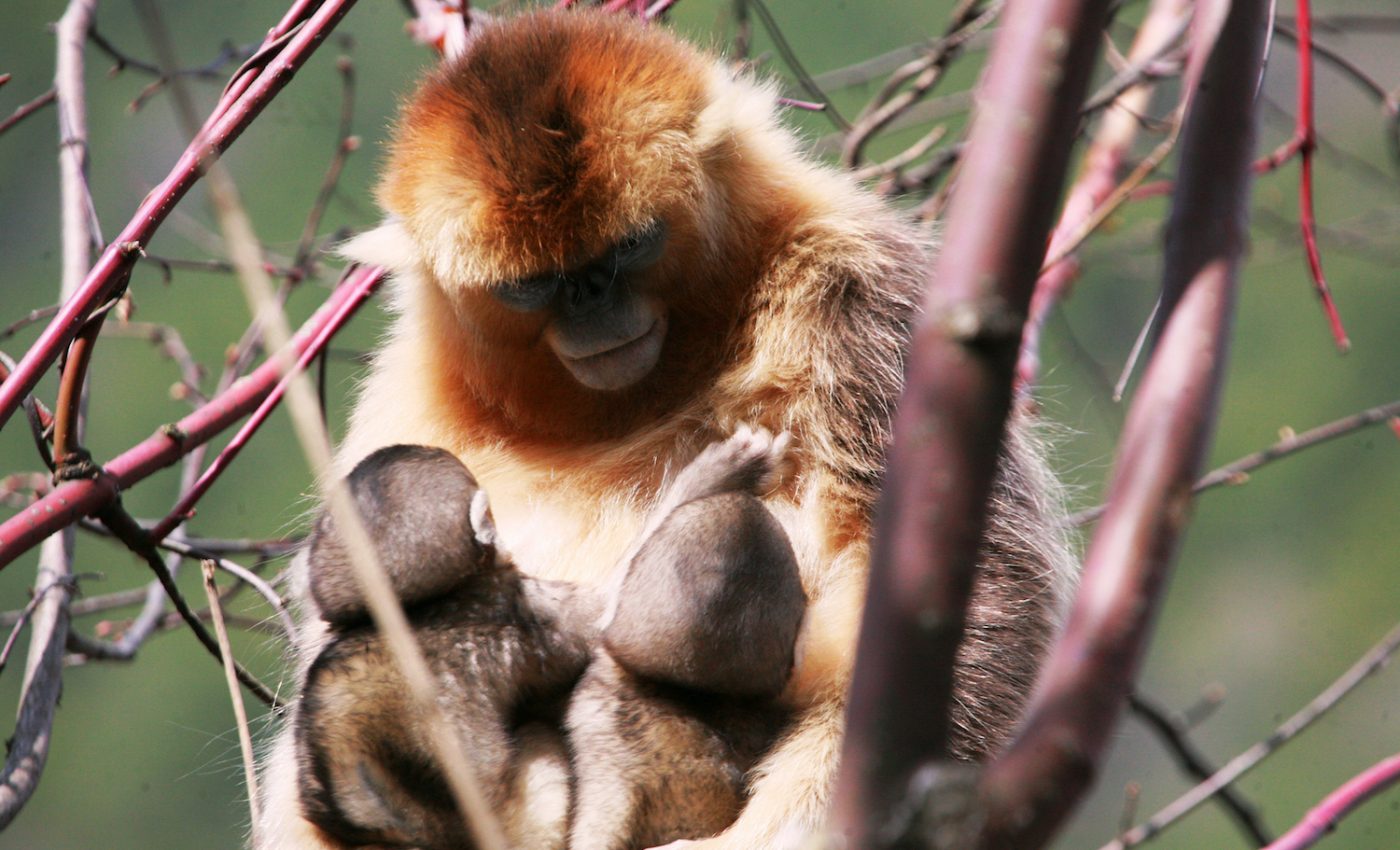 Golden snub-nosed monkeys nurse the young of other females