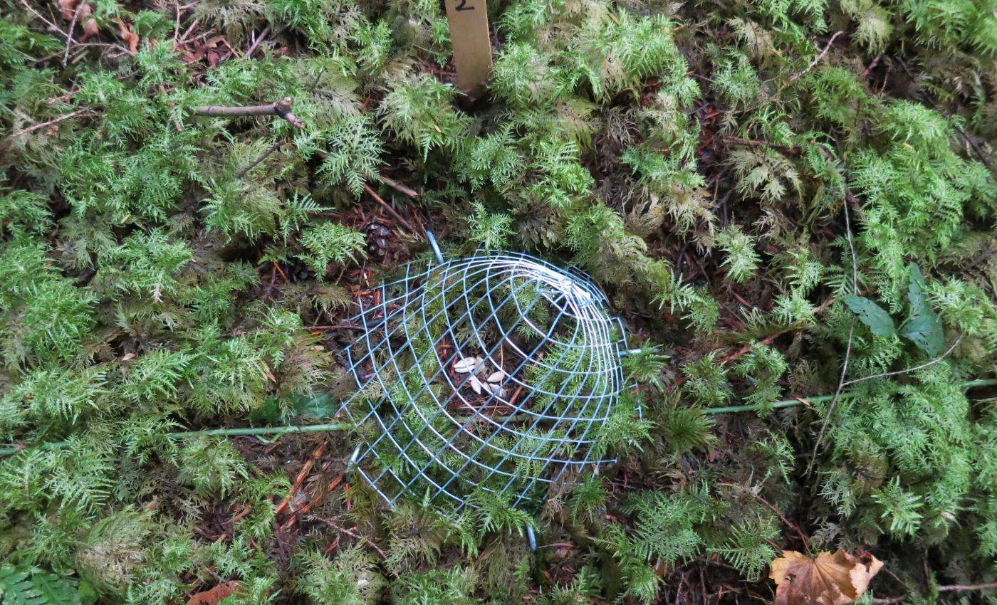 Interaction between species is greater towards the tropics, lowlands