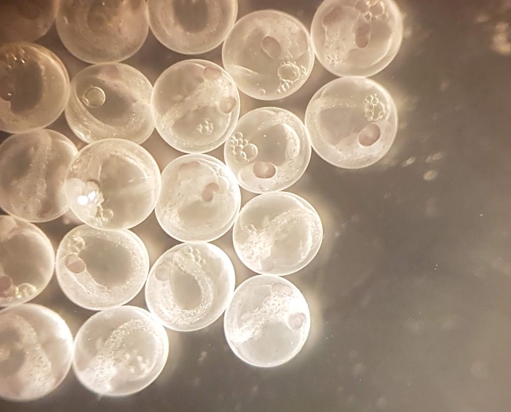 Female fish delivers offspring after eggs are fertilized inside of her