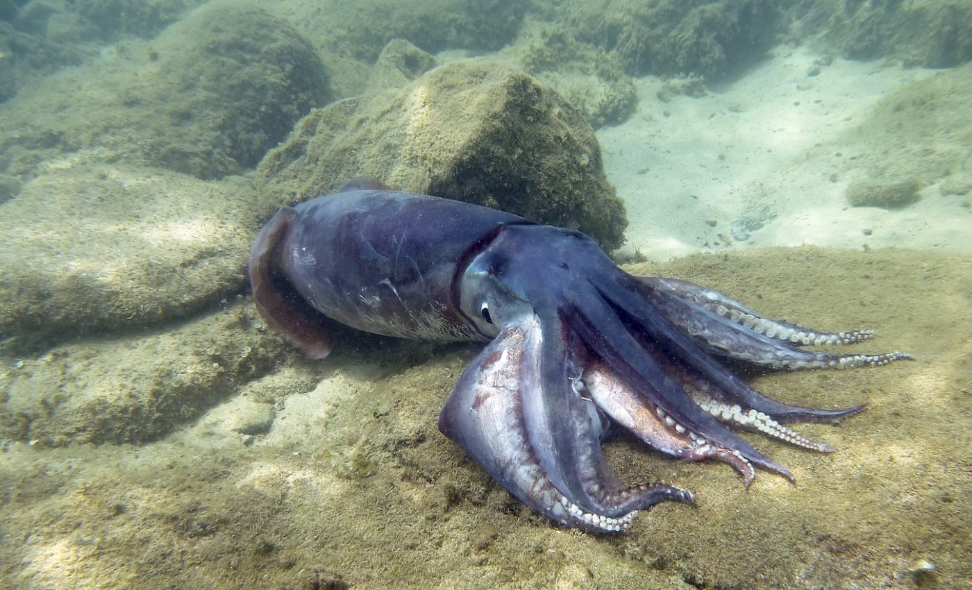 Protein from squid could become a sustainable alternative to plastics