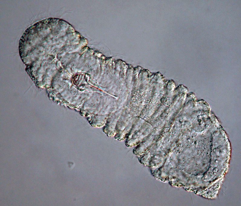 500 million-year-old worm is the key link between two animal groups