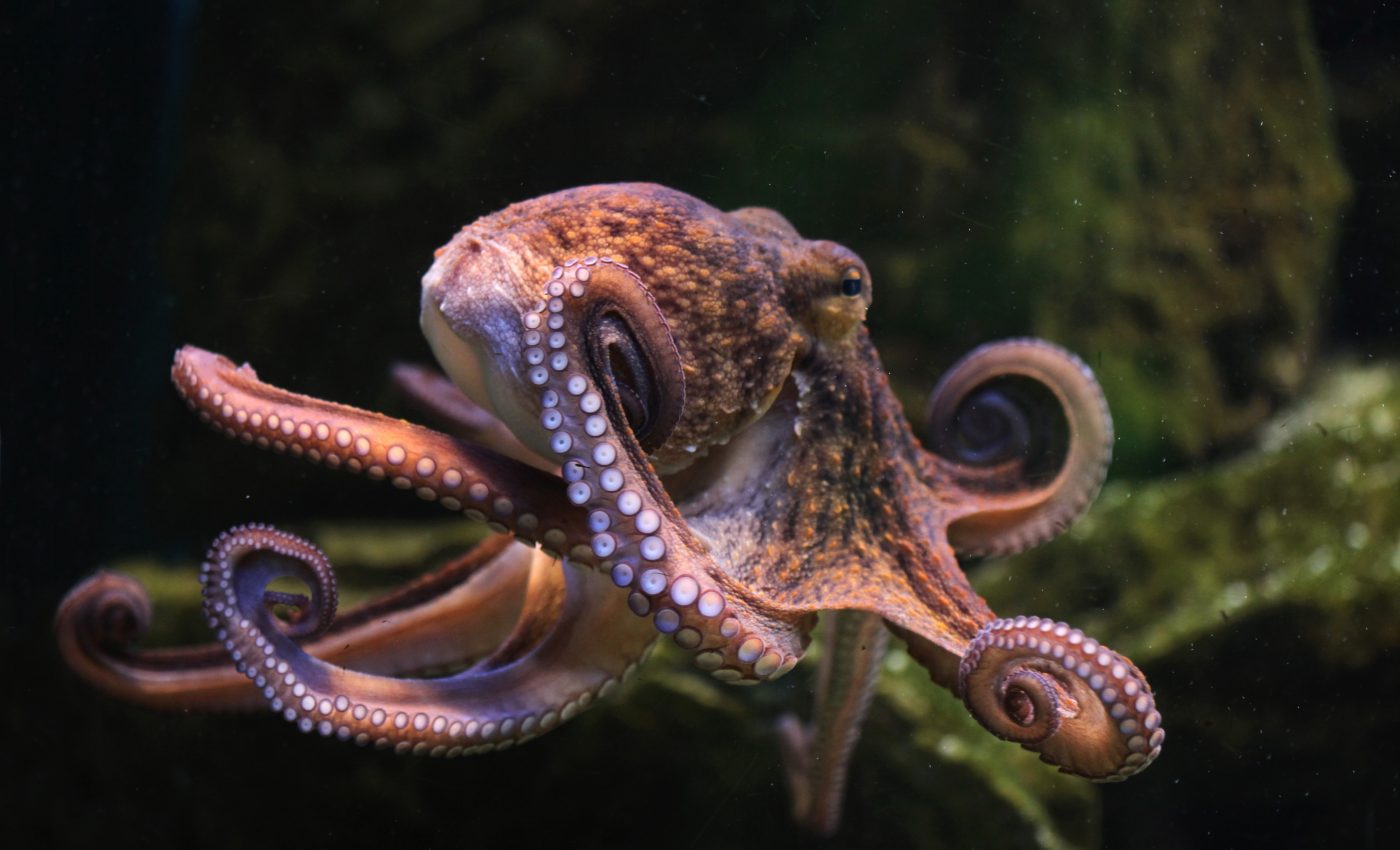 Why octopus farming is no simple solution to overfishing