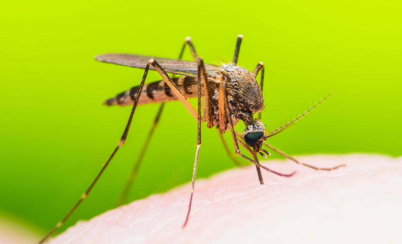 Genetically modified mosquitoes could help eradicate malaria