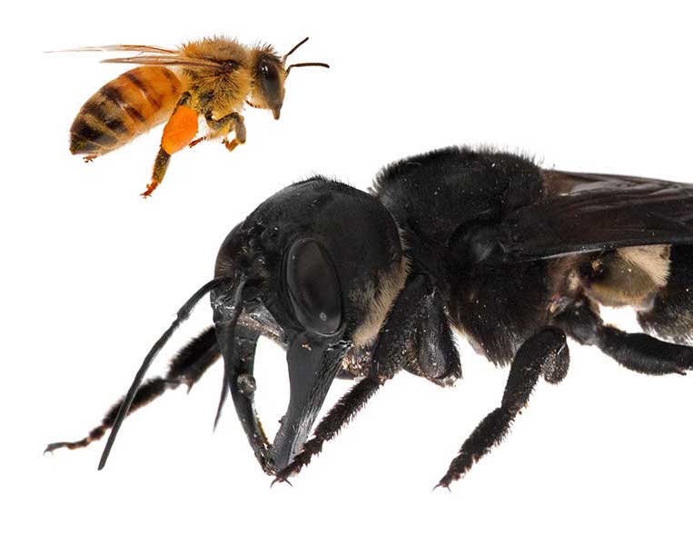 World’s largest bee thought to have gone extinct spotted in Indonesia