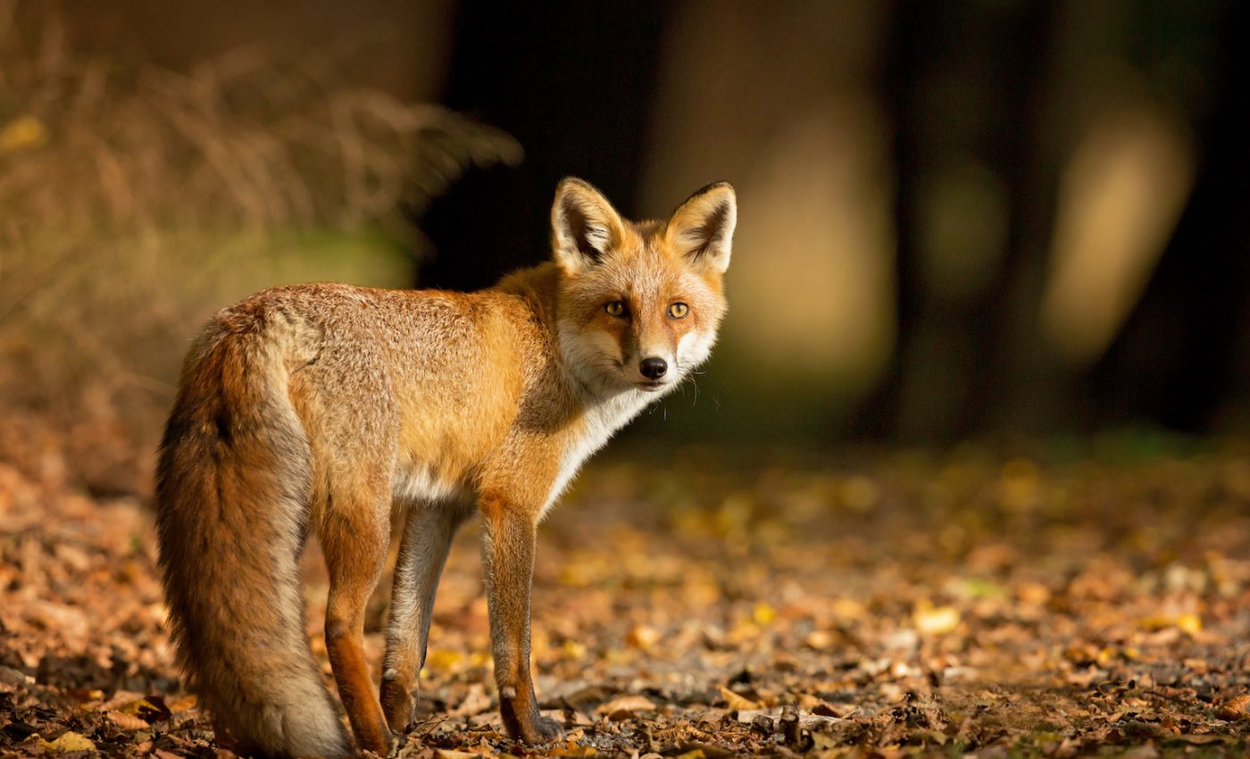 Foxes were domesticated during the Bronze Age