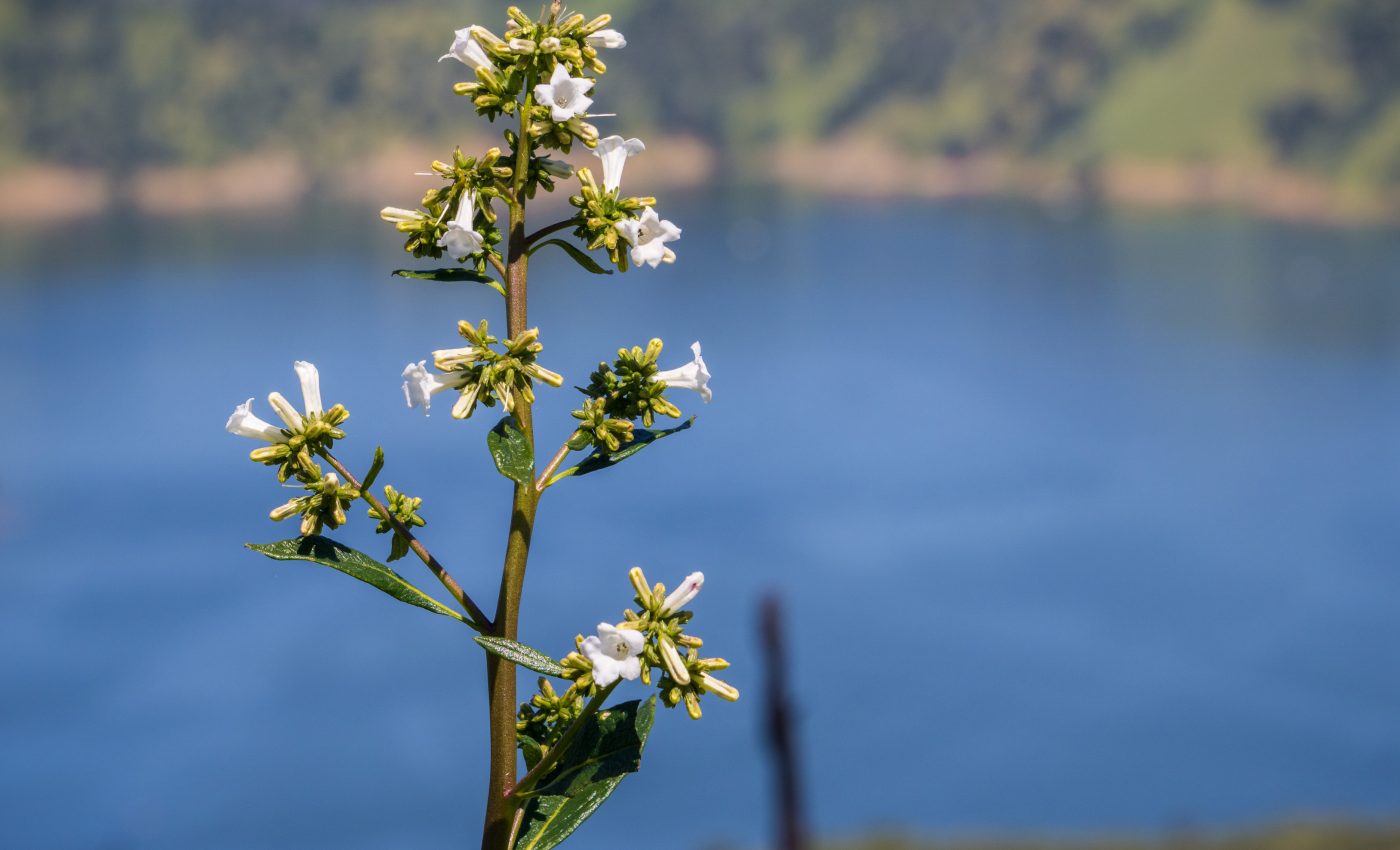California’s “holy herb” could help treat Alzheimer’s