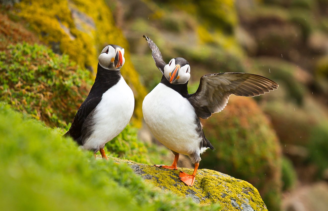 Puffins are making a comeback, according to latest numbers