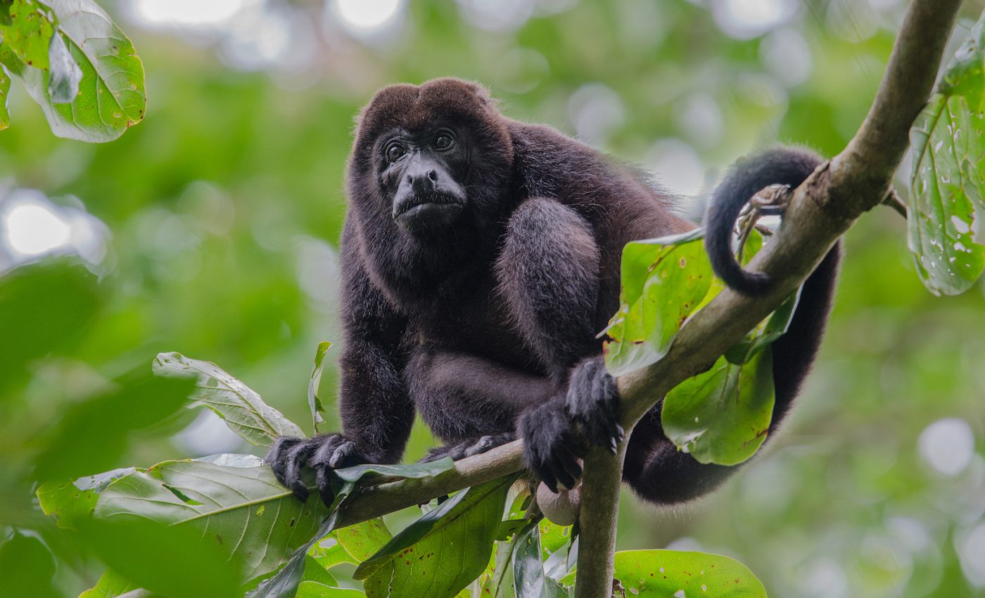 Climate change could alter future predator-prey equilibria