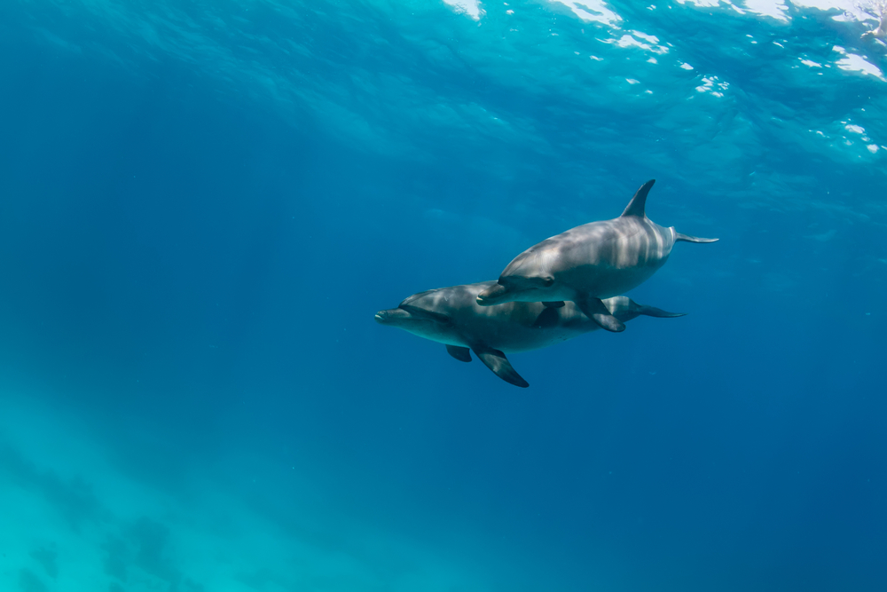Male dolphins bond with their best bros for life