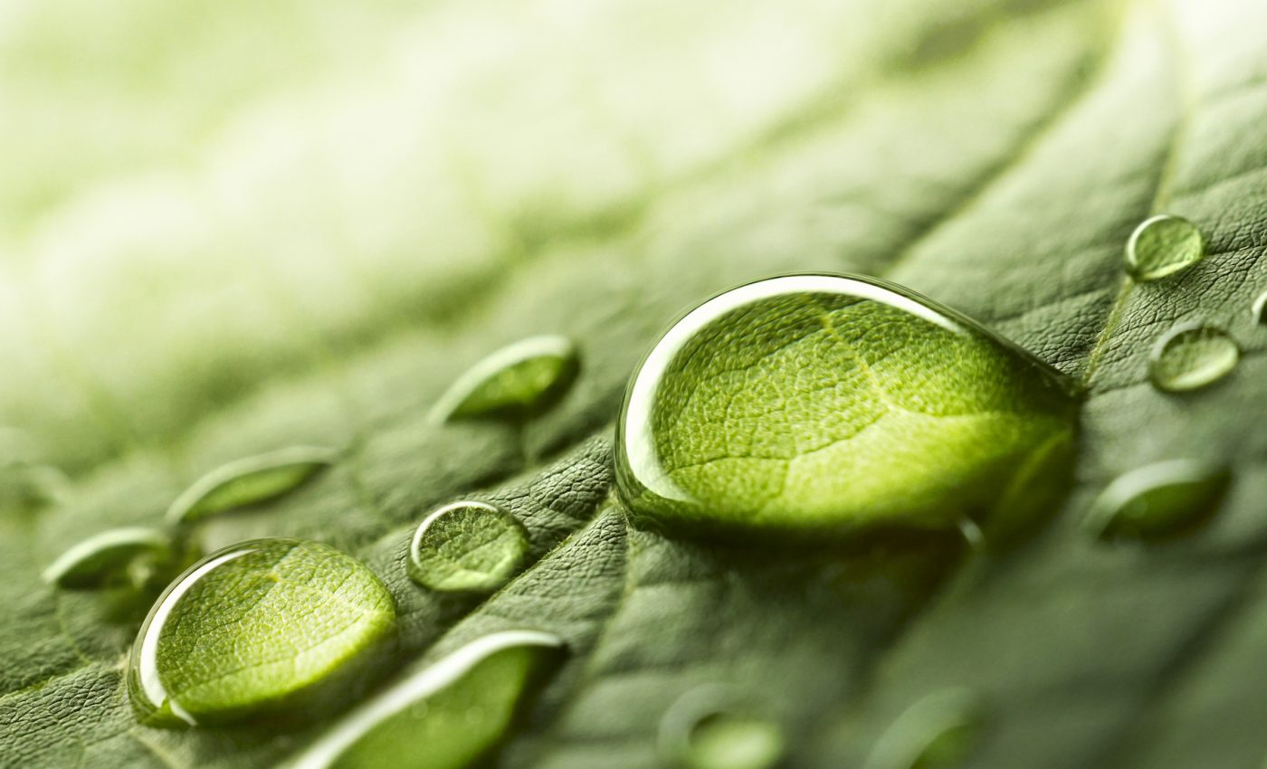 Raindrops release mini-tornadoes of spores from infected plants