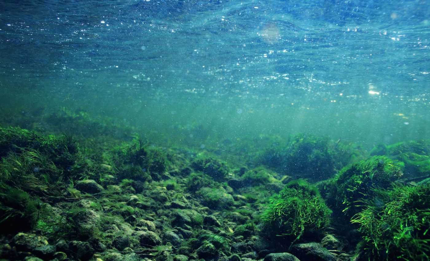 Land plants inherited their drought defenses from aquatic algae