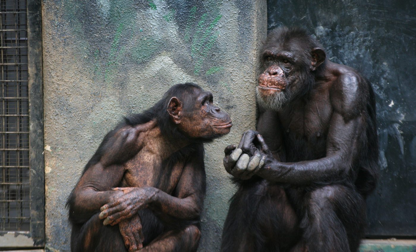 Conservation efforts should also consider animal social lives