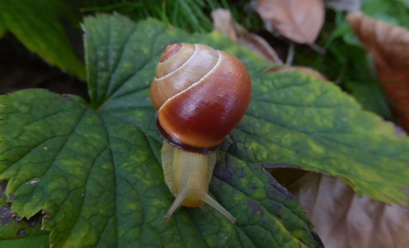 Pink or brown? ‘The Dress’ debate returns, this time over snail shells