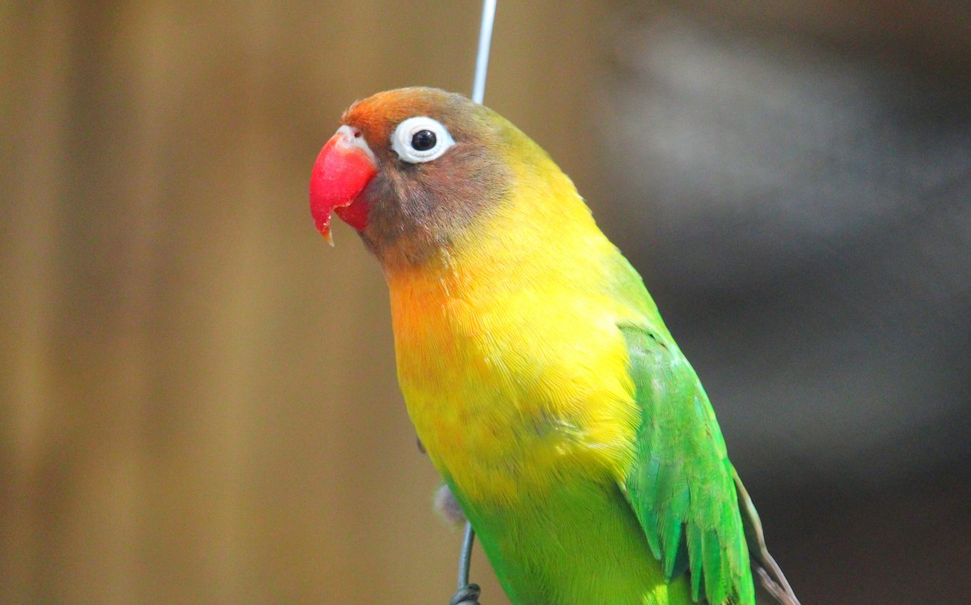 Wild parrots are destroying poppies to feed their opium addiction