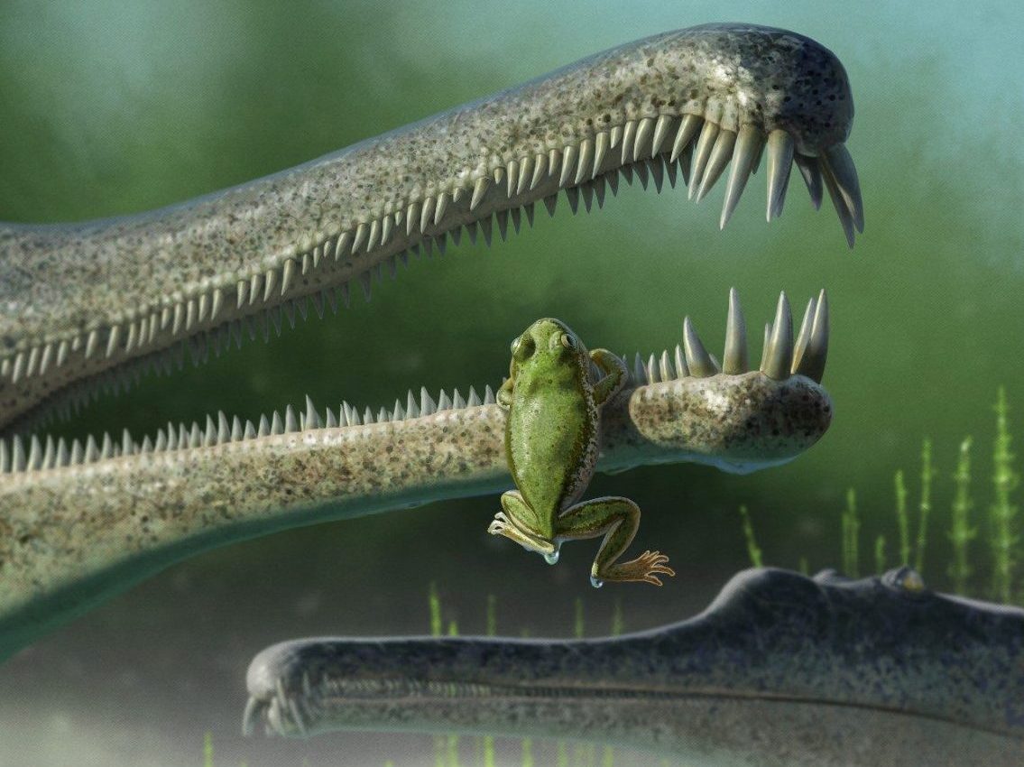 Scientists find fossils of the oldest known frogs in North America