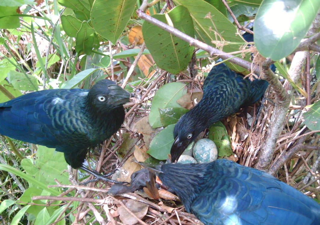 These birds have a Plan B if they can’t keep their eggs in one basket