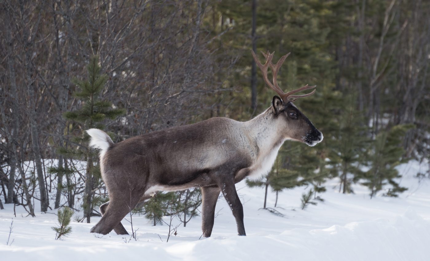 The last of the woodland caribou relocated from the contiguous U.S.