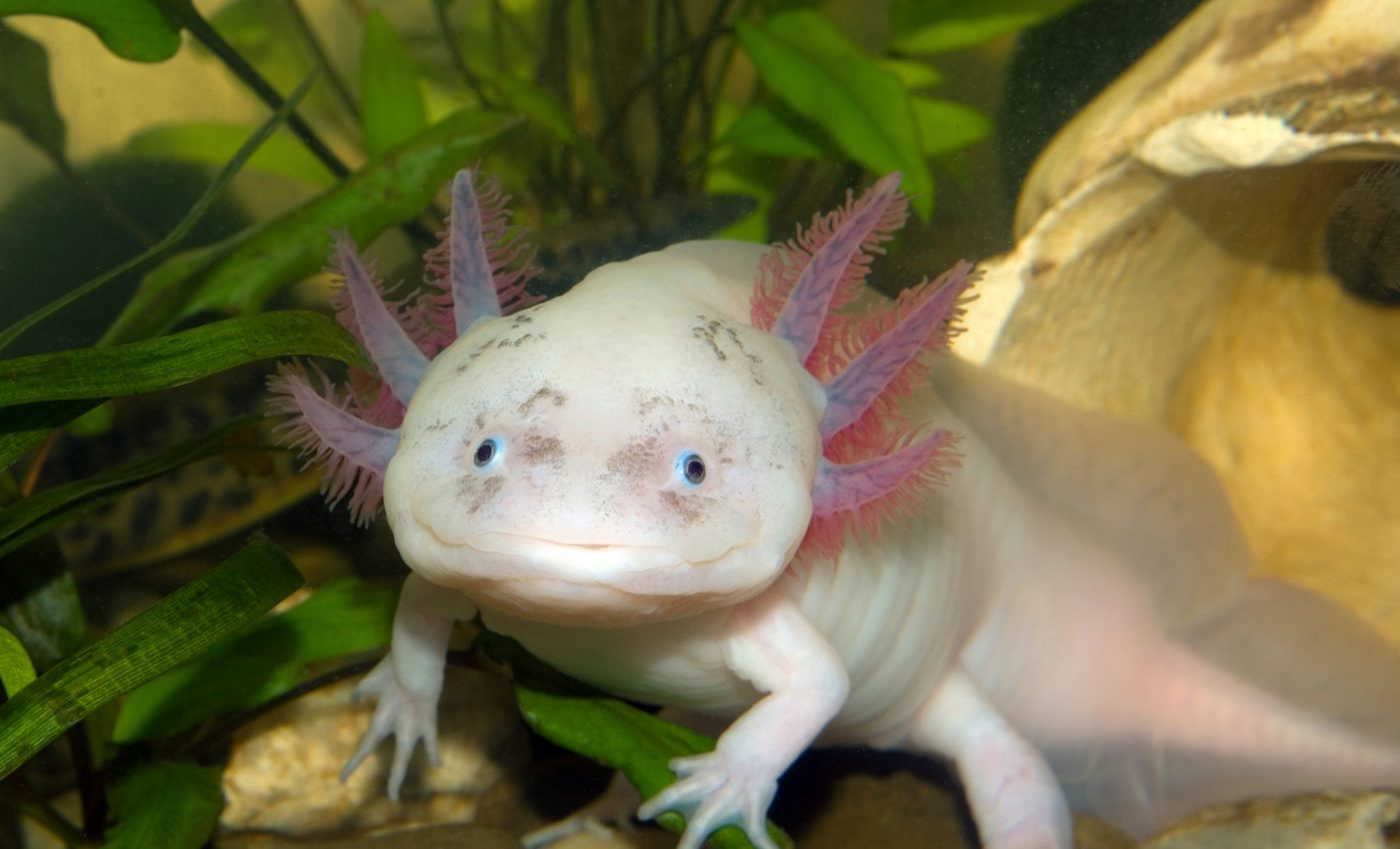 The salamanders that found a form of eternal youth are now in danger
