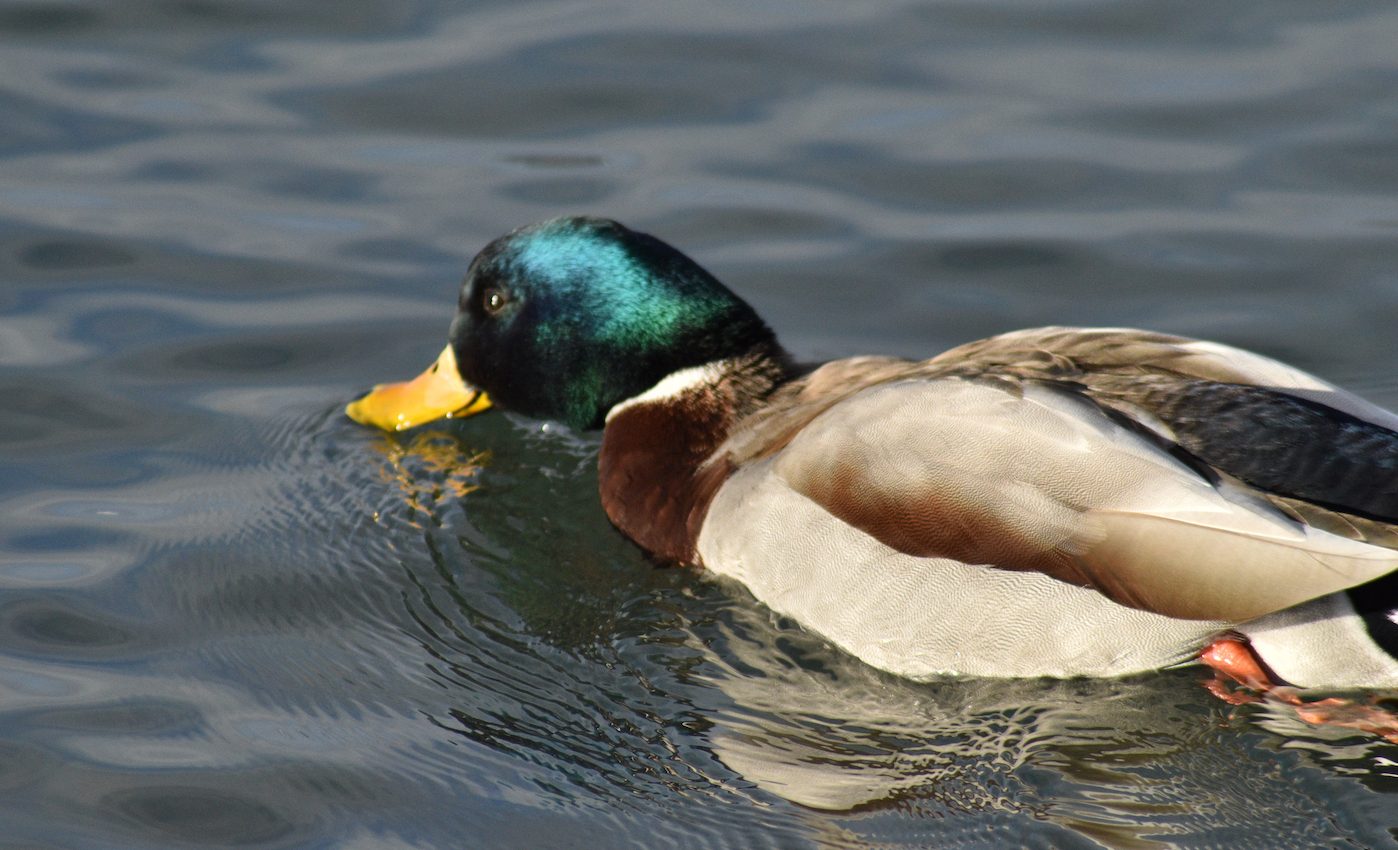 Duck bills help reveal how our sense of touch operates