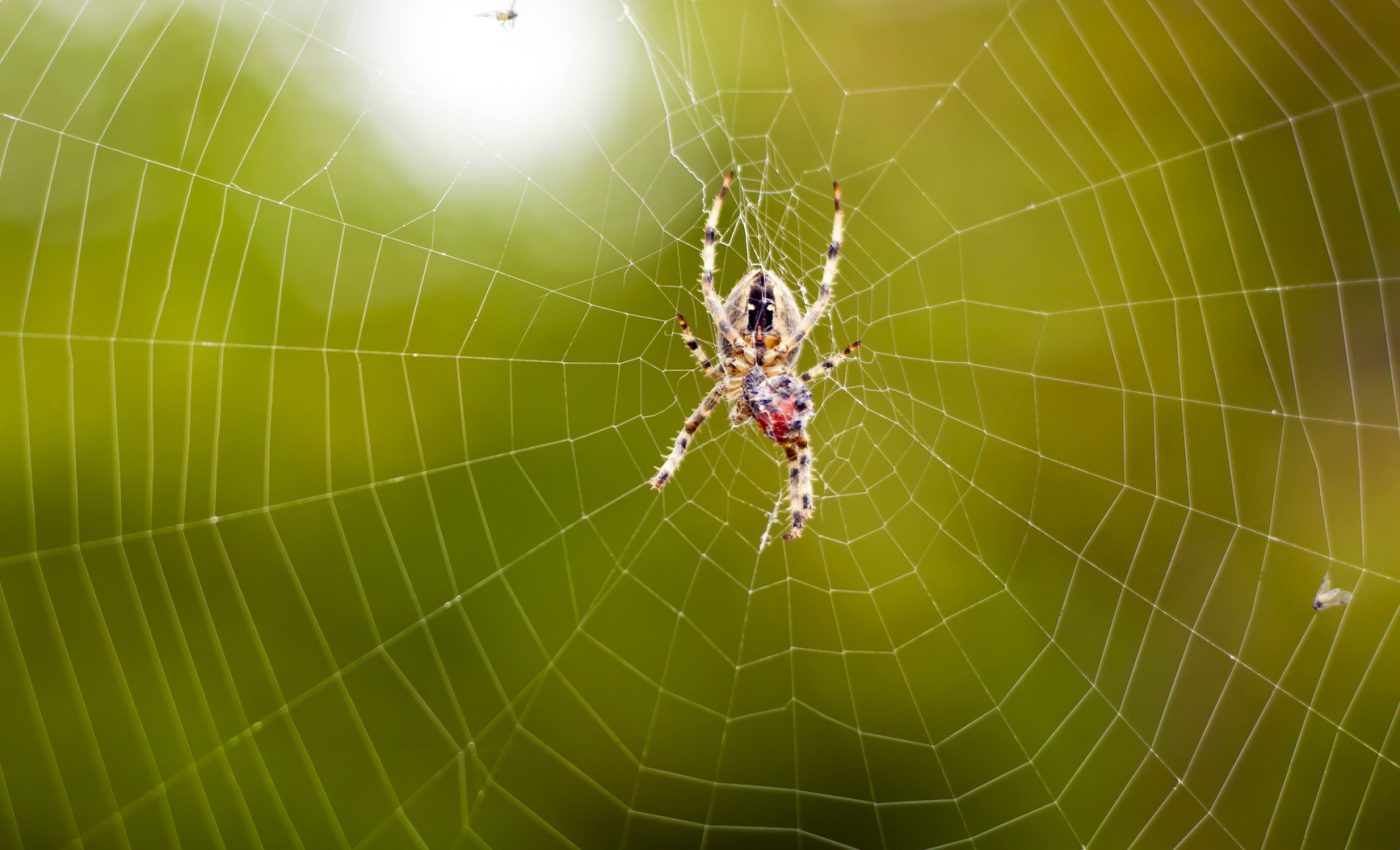 Spider silk could be used as artificial muscle for robots