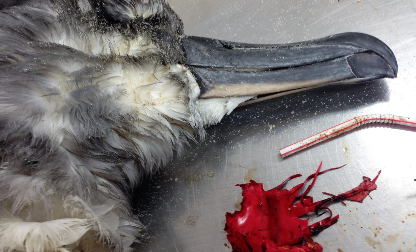 Balloons pose the biggest threat to seabirds of any marine debris