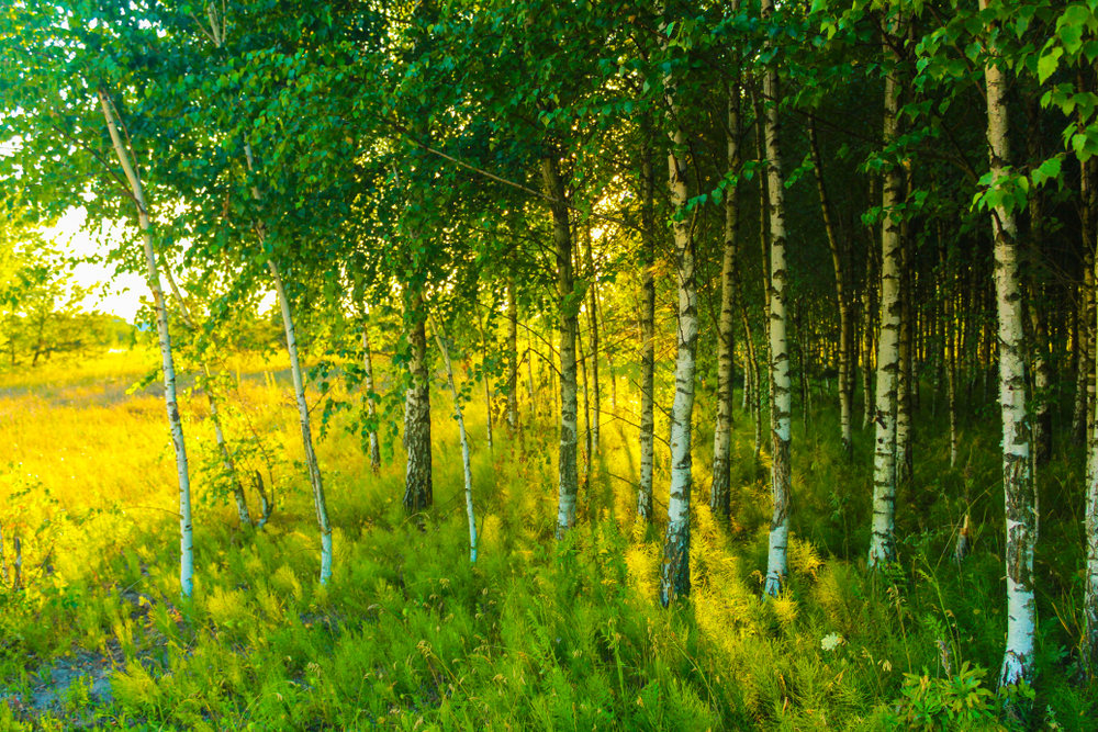 Chinese, Indian tree planting programs greening the Earth