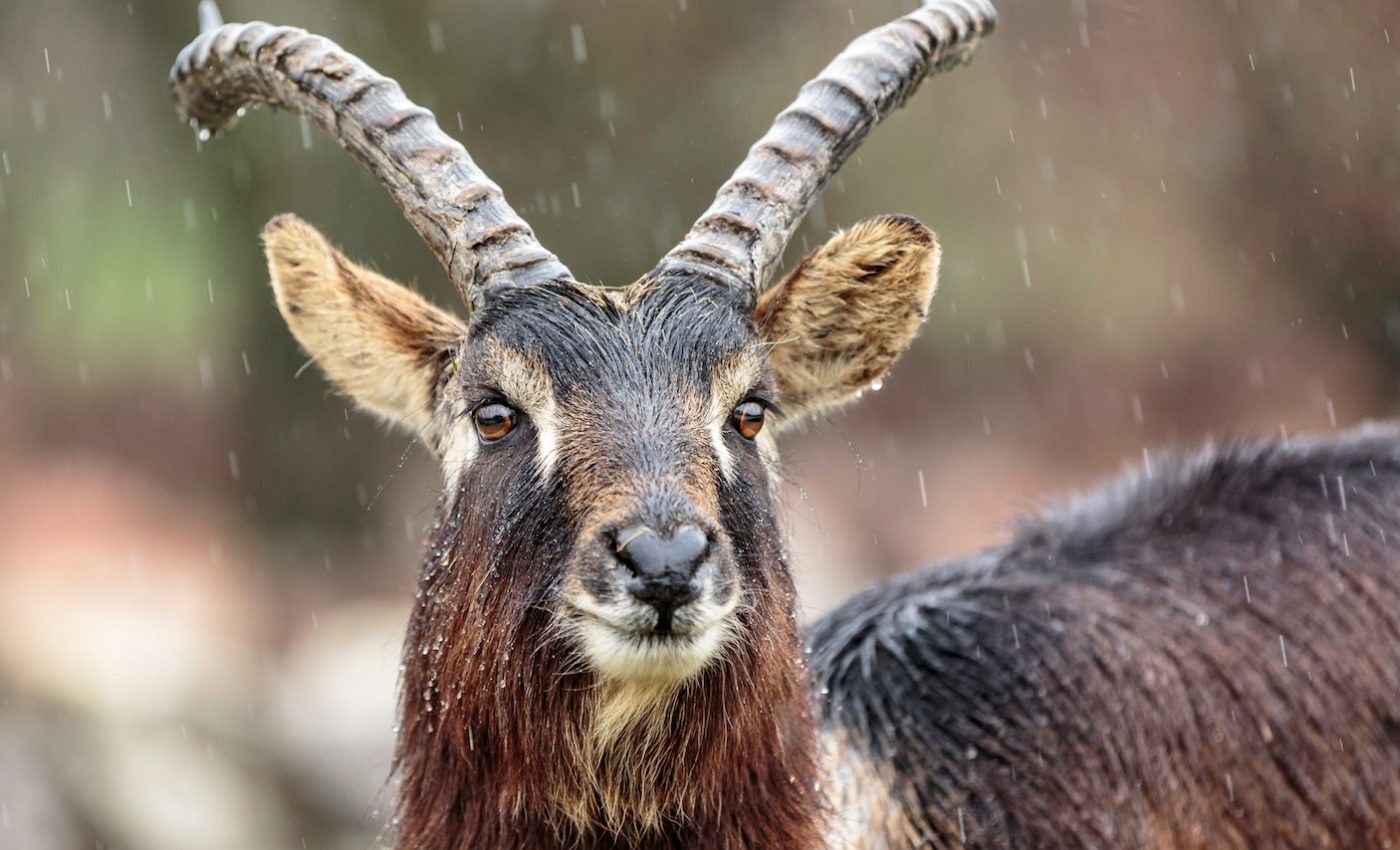 Human activity will shrink natural habitats of 1,700 species by 2070