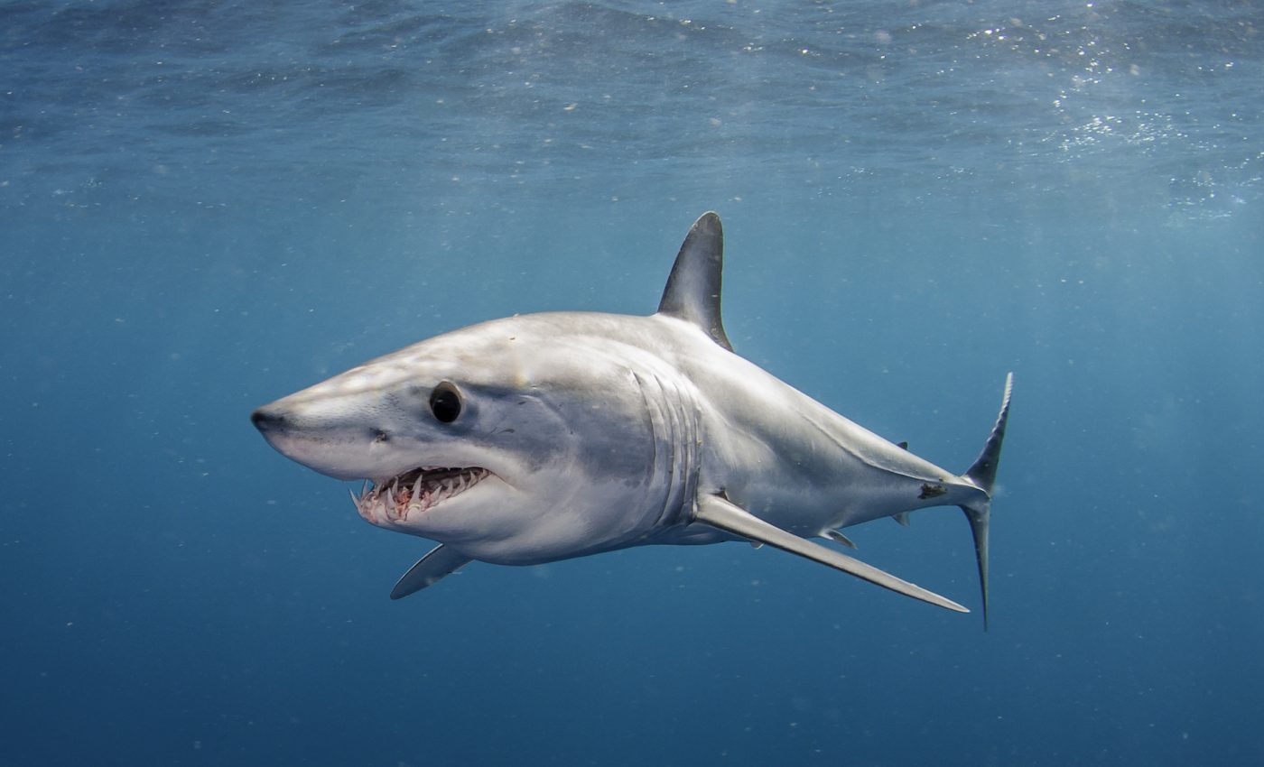 How mako sharks can swim as fast as 80 miles per hour