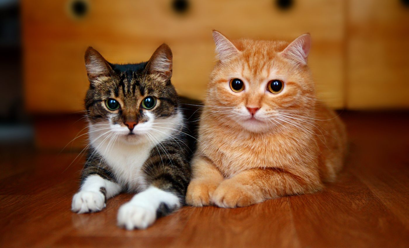 Can FIV positive and negative cats live together?