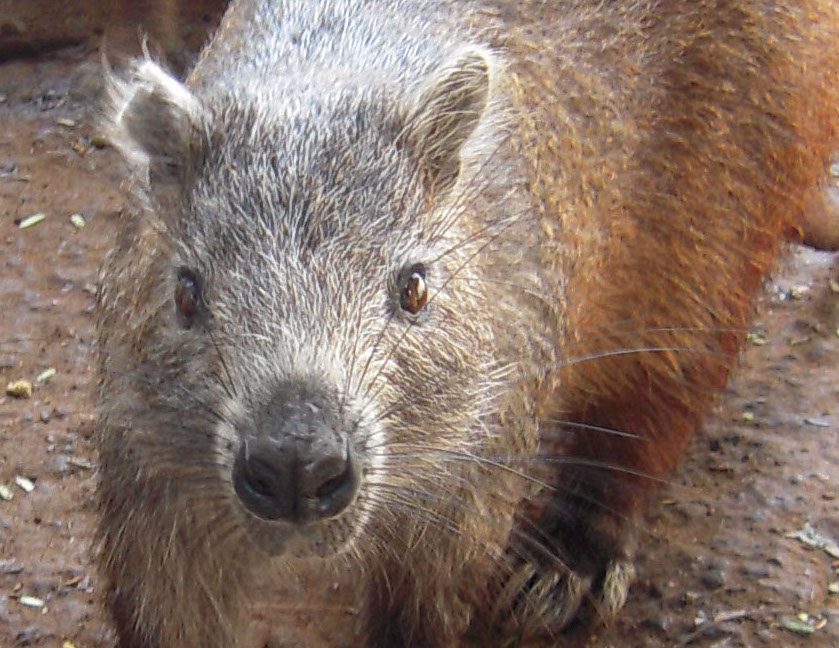 New mammal species found in an ancient crocodile’s digestive system