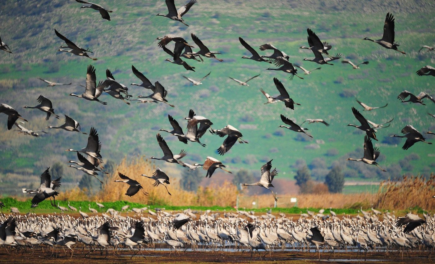 Public interest in plants and animals changes with the seasons