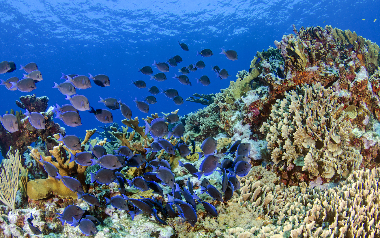 Both diversity and abundance are key to coral reef health