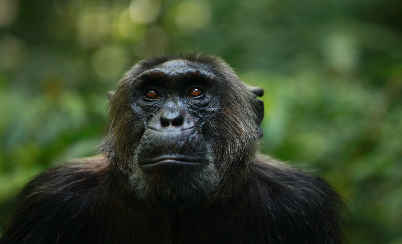 Chimpanzee behavioral diversity is reduced by human impact