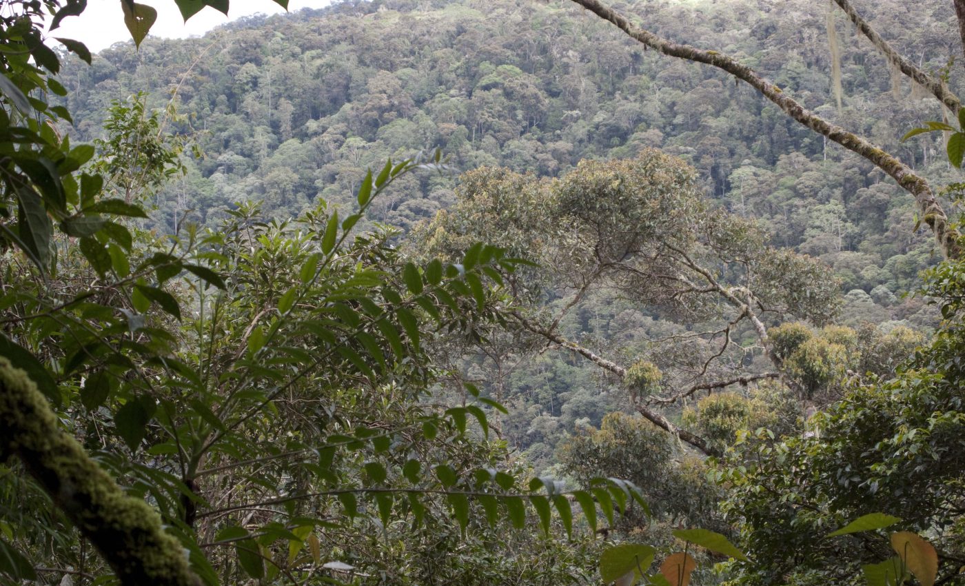 Over 100 new species of beetle found on remote Indonesian island