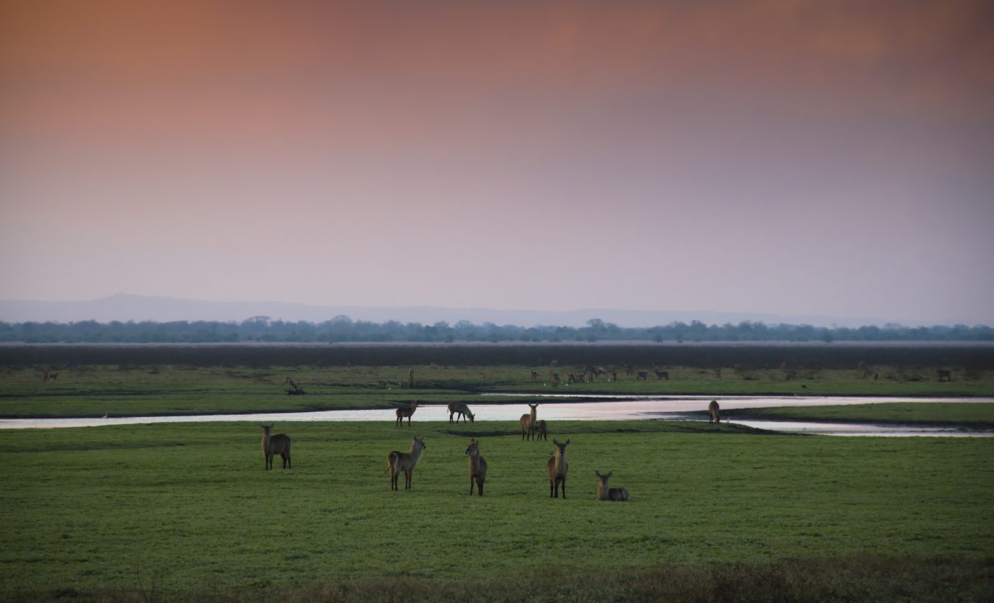 Carnivores play a key role in a healthy ecosystem