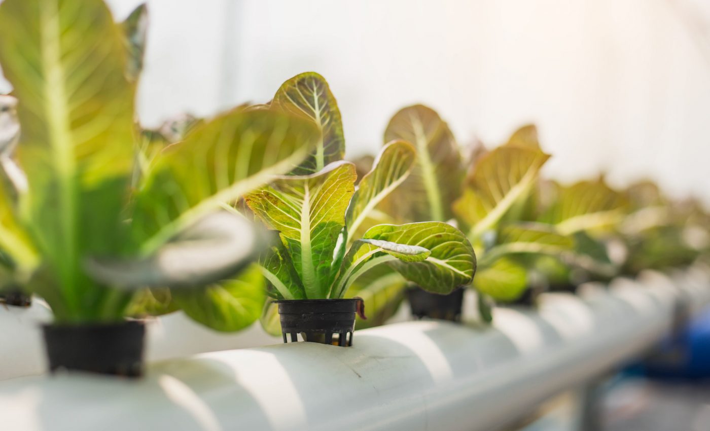 Organic growers and the controversy over hydroponics